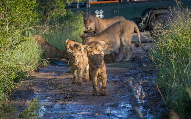 Londolozi Granite Suites 14